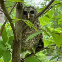 Photograph of a large owl sitting on a branch of a tree