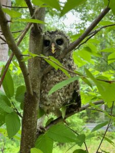 Photograph of a large owl sitting on a branch of a tree