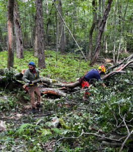 Trail in the woods blocked by fallen tree and two men working to clear the trail.