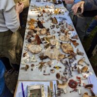 A long table covered with a variety of shapes and sizes of mushrooms