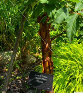 Photo of tree with species identified in Mandarin and English.