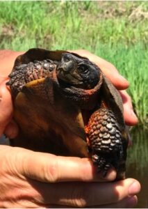 person's hands holding a wood turtle