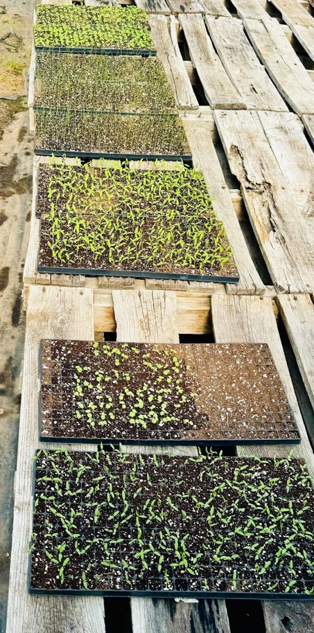 seedlings sprouting in trays on a long table