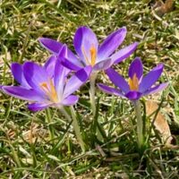 Crocuses