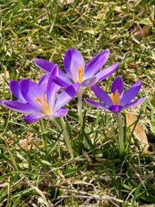 Crocuses