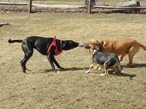 Three dogs playing tug of war with a cloth frisbee.