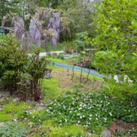 A garden with several different kinds of plants and flowers. Peonies are coming up in the foreground and a beautiful weeping tree with pink flowers is in the background.