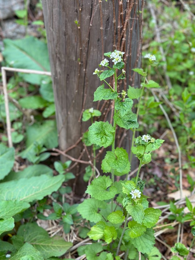 A green plant with heart-shaped leaves and a cluster of white flowers. It smells garlicky and will take over your garden.