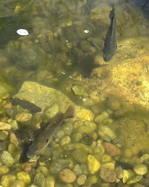 Two small fish swimming in water over rocks and pebbles.