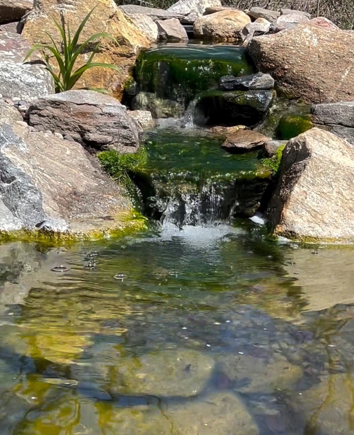 A small waterfall cascades over moss-covered rocks on a sunny day.