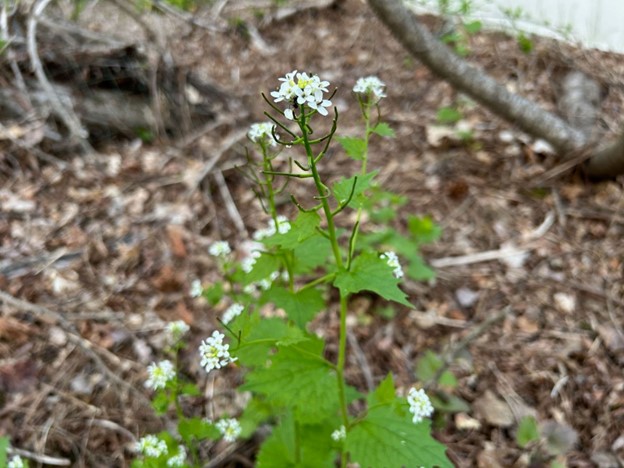 A green weed with pretty white flowers is a noxious weed. It smells like garlic!