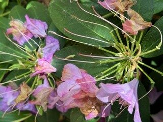 Faded flowers. The petals are mostly gone and you can see the bedgraggled filaments.