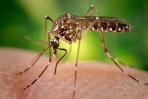 This 2006 image depicted a female Aedes aegypti mosquito as she was obtaining a blood-meal from a human host through her fascicle, which had penetrated the host skin, was reddening in color, reflecting the blood's coloration through this tubular structure. In this case, what would normally be an unsuspecting host was actually the CDC's biomedical photographer's own hand, which he'd offered to the hungry mosquito so that she'd alight, and be photographed while feeding.