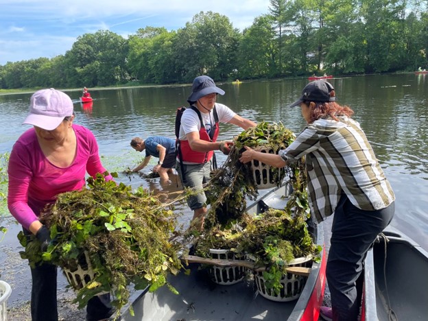 Peopleo n the shore unloading laundry baskets full of water chestnuts from a kayak.