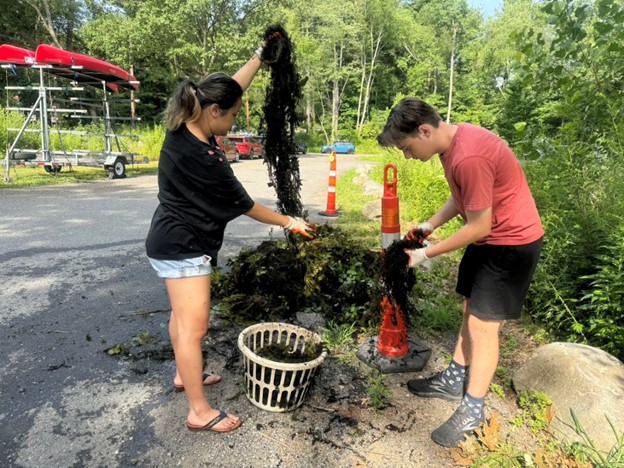 Two people pulling water chestnuts out of a laundry basket.