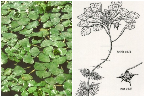 A photo and a drawing of water chestnuts. The photo shows what they look like on the surface. The drawing shows the structure of the whole plant and an image of a mature water chestnut.