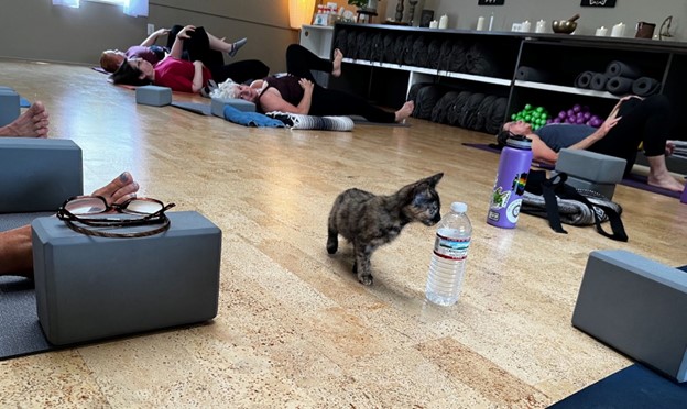 A small adorable kitten examines a water bottle.