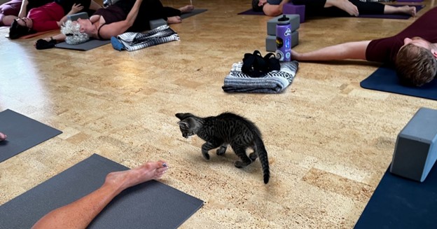 A very small kitten contemplates playing with a yoga practitioners toes.