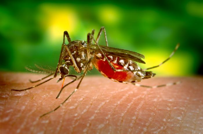 A mosquito having dinner on someone's hand.