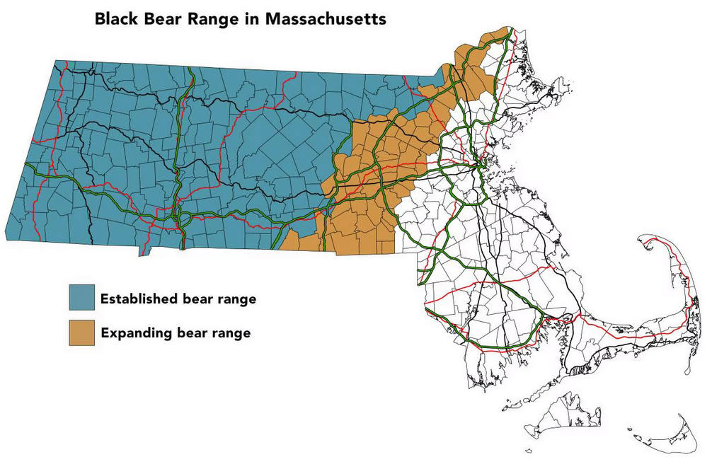 Map of Massachussets showing the expanding range of black bears. They currently inhabit most of western Mass, and are beginning to be seen between Routes 495 and 95.