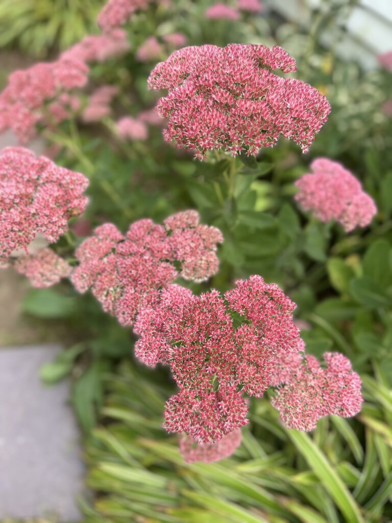 A plant with clusters of tiny bright pink flowers on a green stalk. Other flower clusters are in the background.