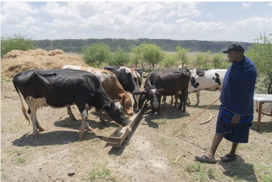 A man wearing a a baseball cap and cloth wrap stands with a group of cows who are feeding at a trough. The African savannah is in the background.