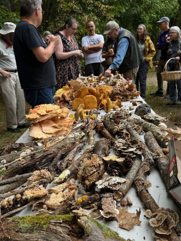 A table displays several kinds of local mushrooms. People are standing around the table discussing the fungi.