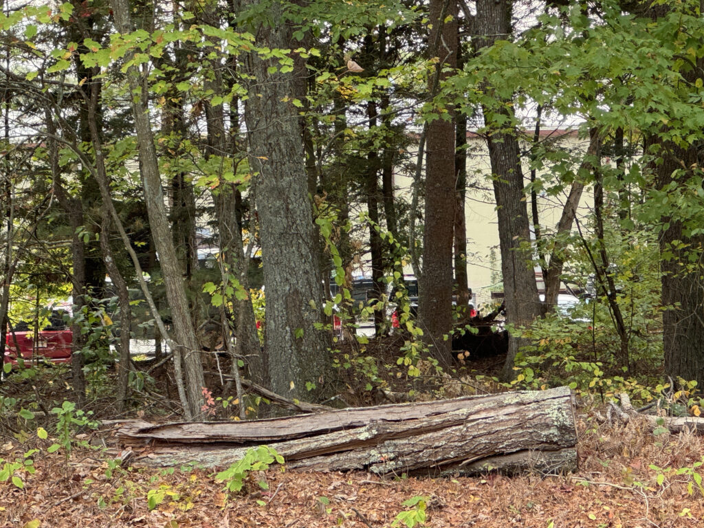 Trees in foreground.  Trucks behind trees. Large building behind trucks.