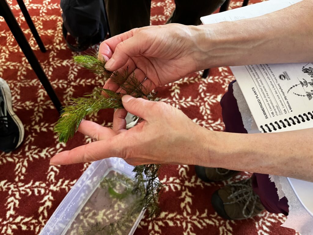 A pair of hands holding a milfoil plant.