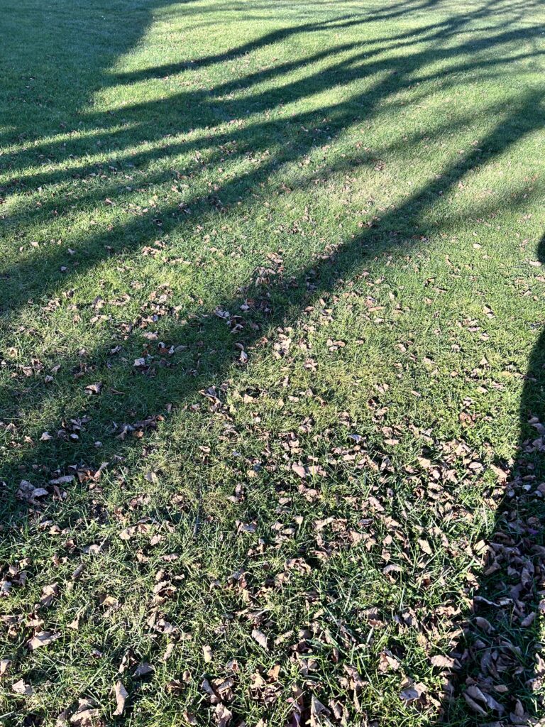 A lawn with small bits of leaves scattered over it. The trees cast long shadows on the green grass.