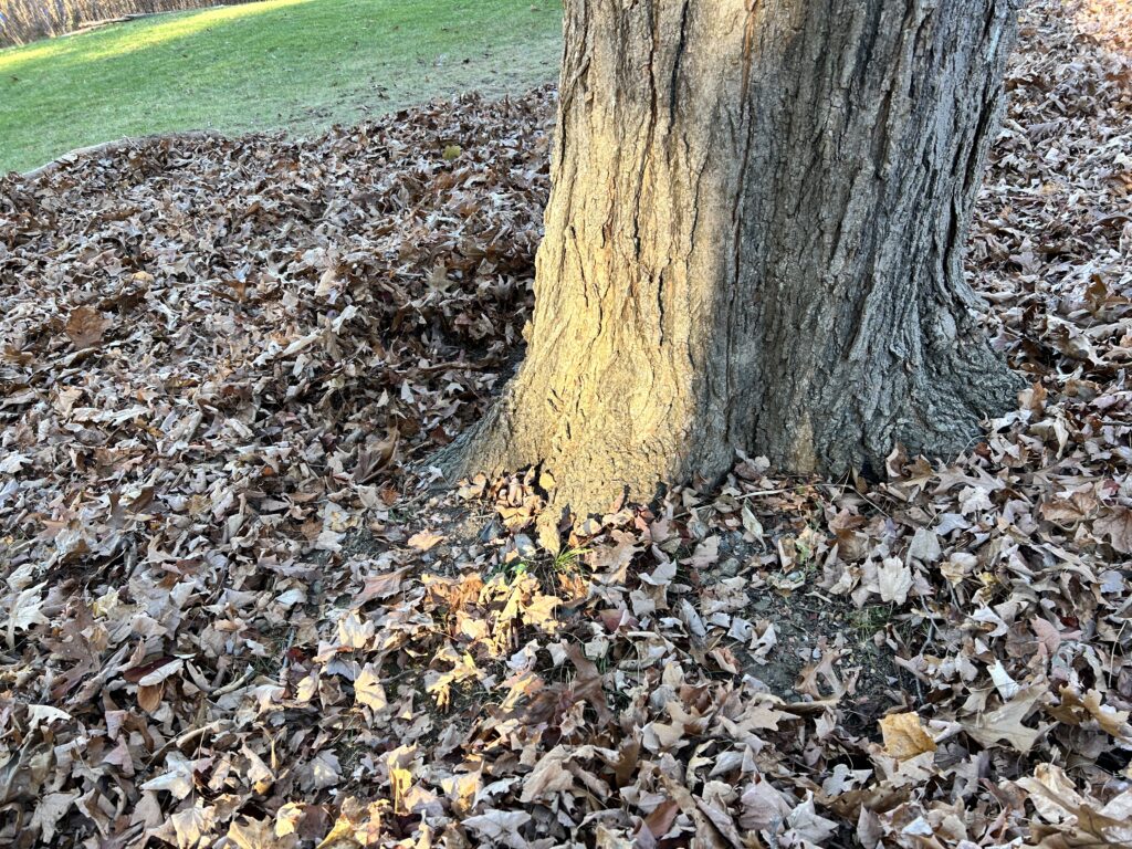 A tree trunk surrounded by leaves.