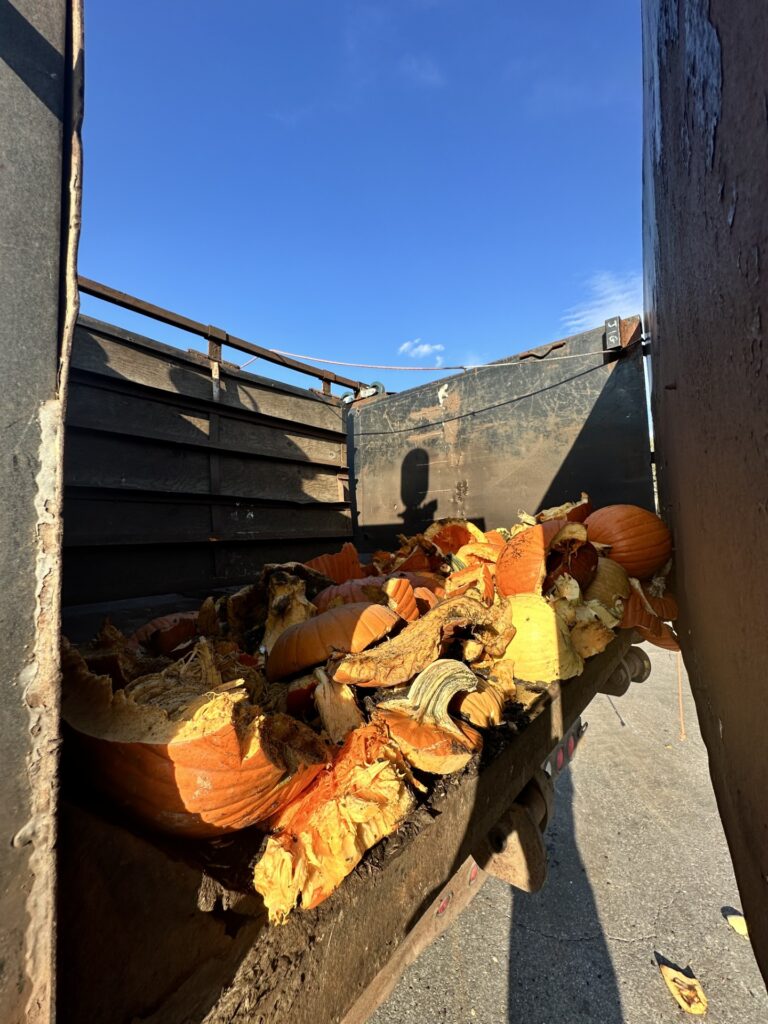 A truck bed filled with pumpkin parts.