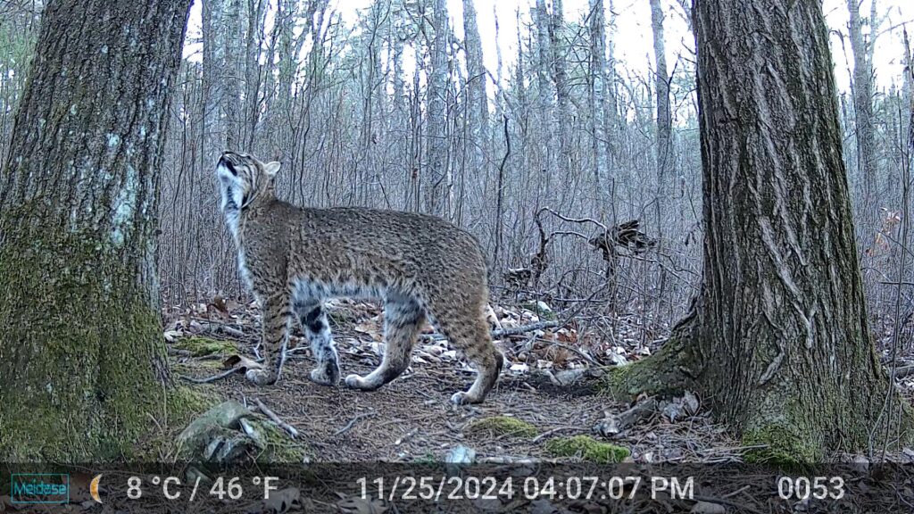 A bobcat is in a small clearing between two trees. The large cat is looking at something up in a tree.