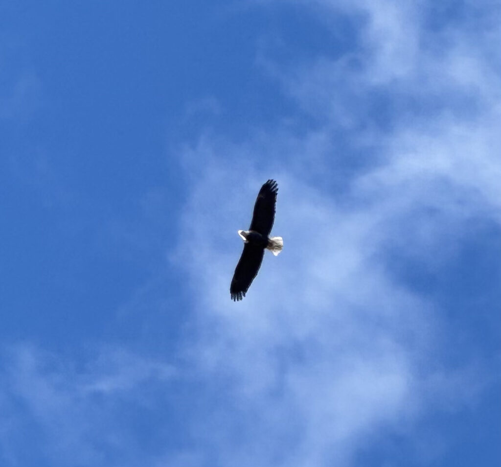 A flying eagle against a mostly blue background with whispy clouds.