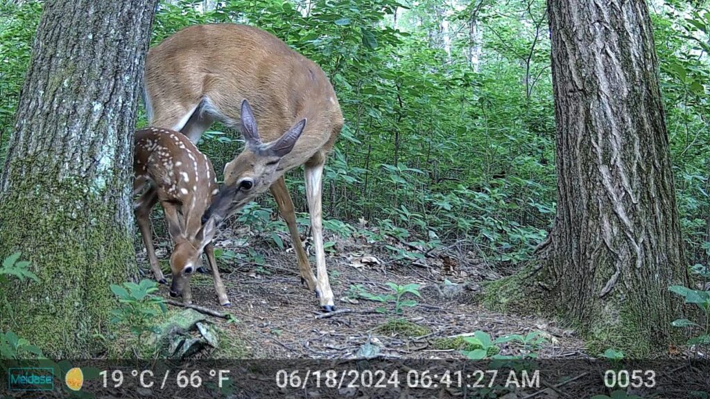 A doe leans her nose against her white-spotted fawn on a June day.