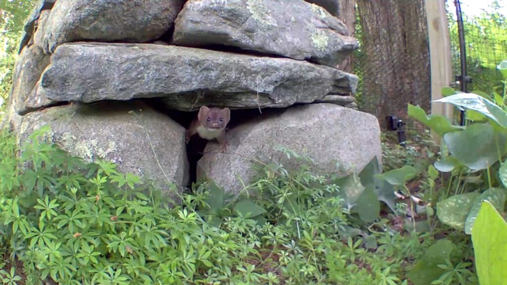 On a summer day, a weasel peeks out from some rocks. It's cuter than you'd expect.