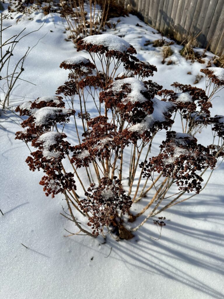 A brown plant pokes out of the the snow on a sunny day.