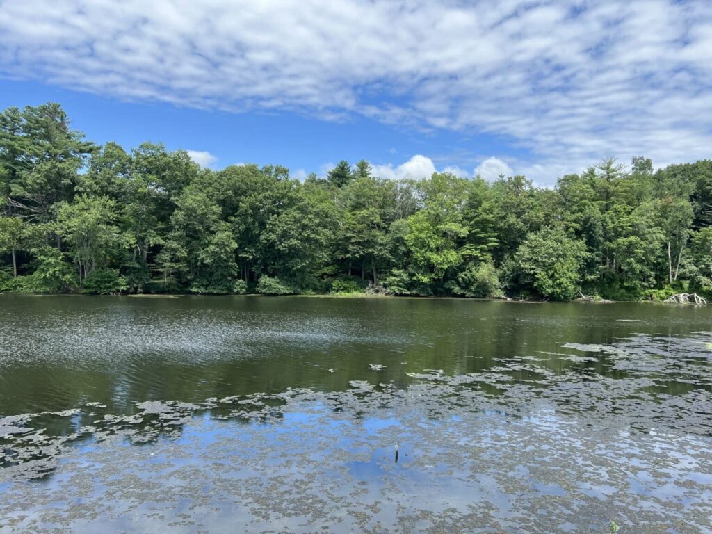 On a sunny day, the river sparkles. The area across the river is forested.