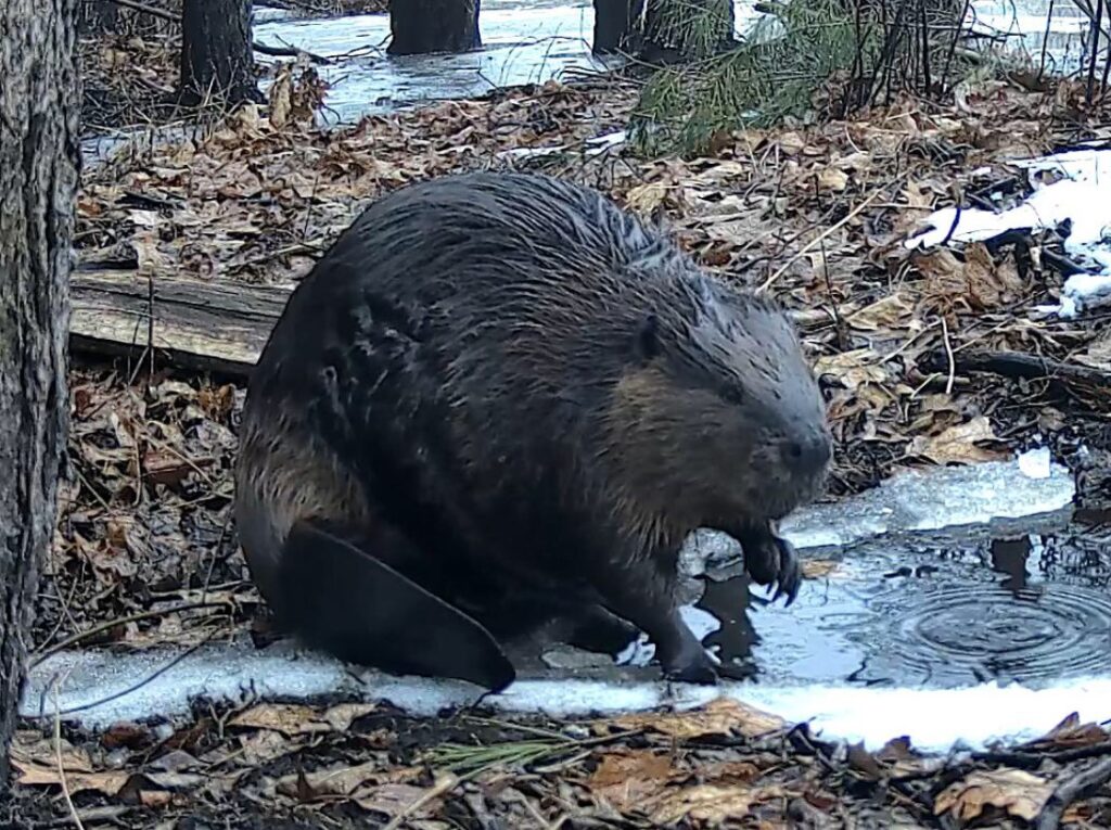 A large, wet, beaver digs at an icy puddle.