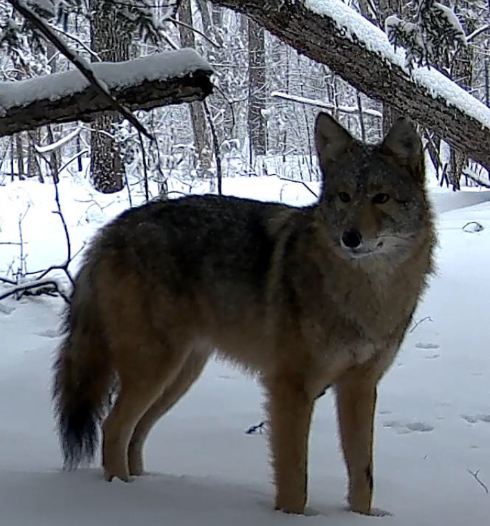 A well-fed coyote stands in the snow.