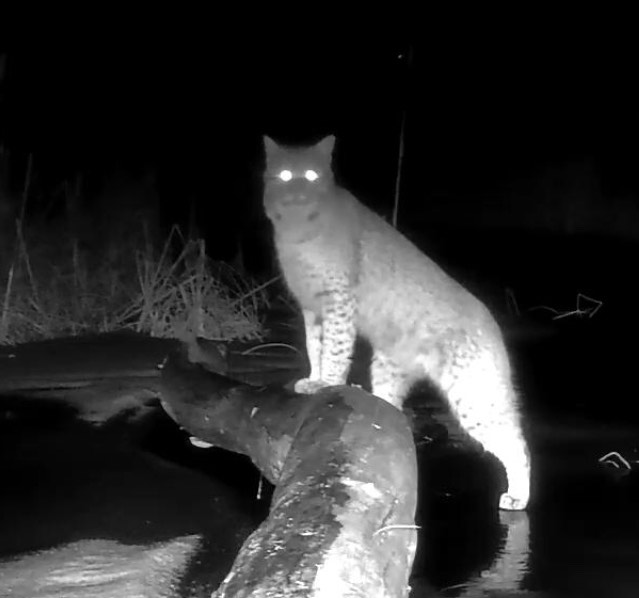 A nighttime picture of a bobcat. The night camera gives the cat a ghostly glow and its eyes look like little lights.