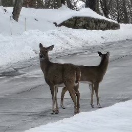 Two deer on a driveway facing opposite directions. In the photo, they're overlapping so it looks (a bit) like a single two-headed animal.