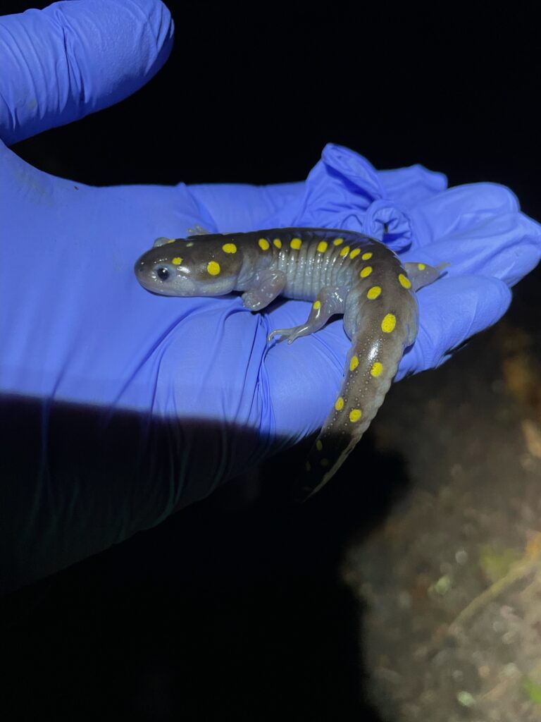 A gray salamander, with bright yellow spots,sits patiently in a gloved hand. The salamandar is about 4 inches long.