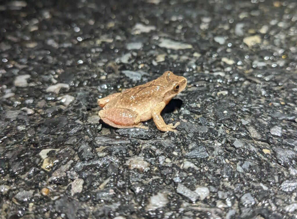 A small brown frog (or is it a toad?) sits on the road.