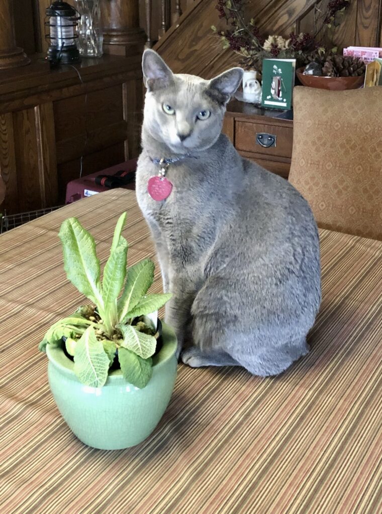 A cat looks disdainfully at the camera. This cat is too proud to nibble on the plants.