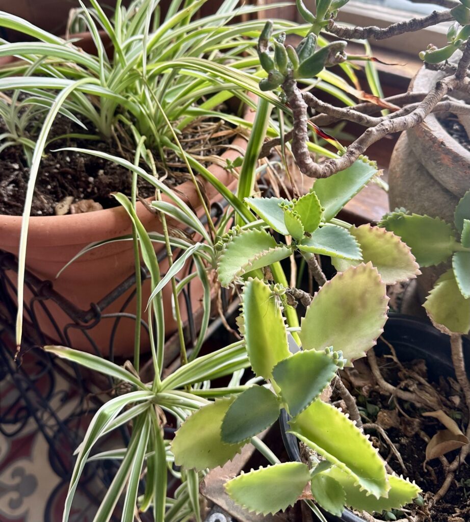 Several houseplants, all looking healthy, create a tangle of green.