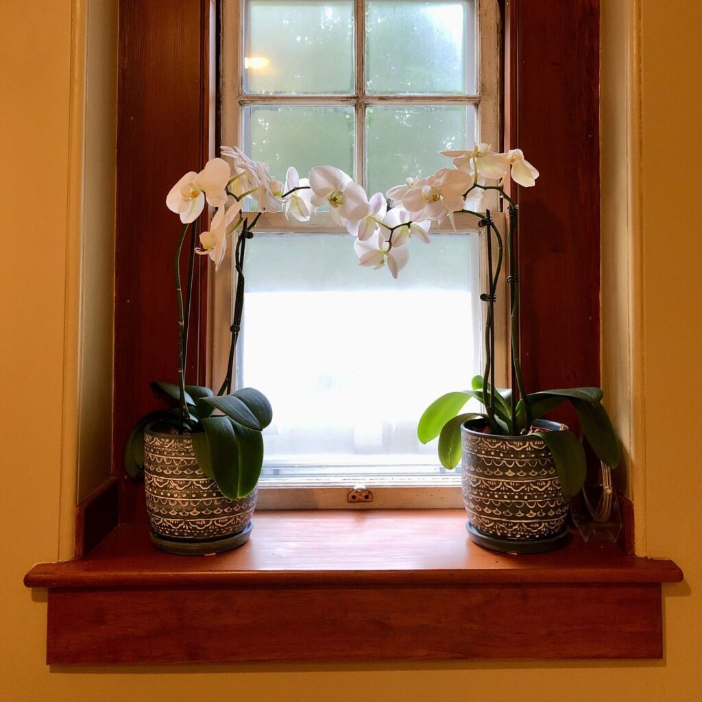 Two white orchids in full bloom frame a window pane.